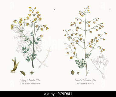 Victorien Antique illustrations botaniques, vers 1863 Banque D'Images