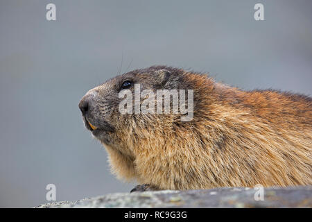 Marmotte des Alpes (Marmota marmota) portrait en gros en été, le Parc National du Hohe Tauern, Carinthie, Autriche Banque D'Images