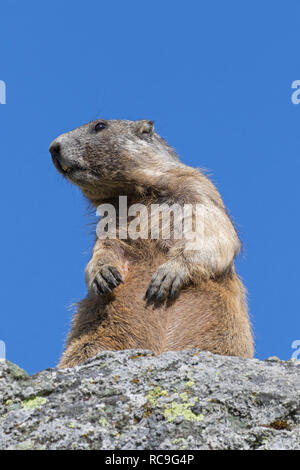 Marmotte des Alpes (Marmota marmota) debout sur la roche en été, le Parc National du Hohe Tauern, Carinthie, Autriche Banque D'Images