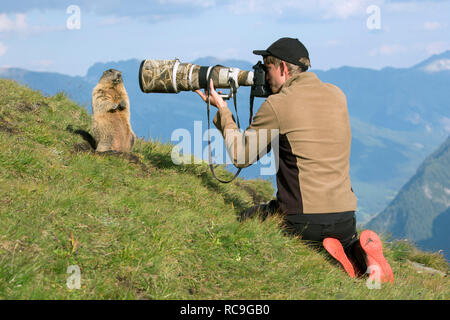 Photographe de la faune à prendre des photos de tame marmotte alpine (Marmota marmota) avec téléobjectif long en été dans les Alpes Banque D'Images