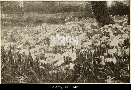 . Dreer catalogue automne des bulbes de plantes, arbustes, et des semences pour la plantation d'automne. Les catalogues de graines de fleurs, graines (plantes) ; catalogues de pépinières (Horticulture) ; Catalogues Catalogues de fournitures et de matériel de jardinage. DREER'S SELECT HARDY PLANTES VIVACES pour plantation en automne. Iris japonais Iris japonais iris Kaempferi ® Bertha Hallock. Lilas pâle, magnifiquement imprégnée de violette. Le double. Blue Danube. Double bleu avec des veines blanches ; centre jaune. Catherine Parry. Superposer les bleu violet ; le double. Rêve. Veiné blanc argenté et violet tacheté ; trois pétales. Lié d'or. Blanc crème double avec bandes dorées. Banque D'Images