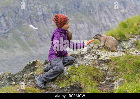 L'alimentation de l'enfant carotte pour dompter la marmotte alpine (Marmota marmota) en été dans les Alpes Banque D'Images