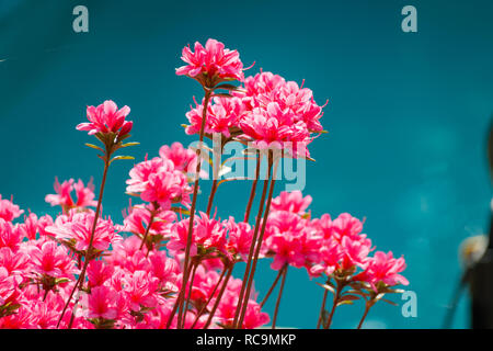 Rhododendron indicum (rose) azalea fleurs en pleine floraison Banque D'Images