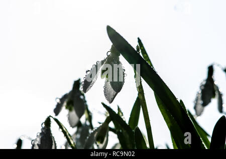 Blanche fleur fleurs printemps perce-neige Banque D'Images