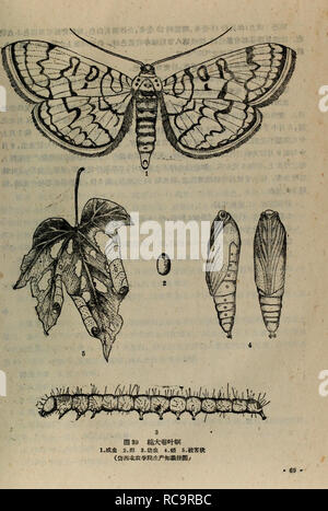 . Dong bei nong zuo wu hai chong tu shuo. botanique. . Veuillez noter que ces images sont extraites de la page numérisée des images qui peuvent avoir été retouchées numériquement pour plus de lisibilité - coloration et l'aspect de ces illustrations ne peut pas parfaitement ressembler à l'œuvre originale.. Shen Nong yang xue yuan zhi wu bao hu xi kun chong jiao yan zu. nong ye chu ban elle Banque D'Images