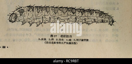 . Dong bei nong zuo wu hai chong tu shuo. botanique. . Veuillez noter que ces images sont extraites de la page numérisée des images qui peuvent avoir été retouchées numériquement pour plus de lisibilité - coloration et l'aspect de ces illustrations ne peut pas parfaitement ressembler à l'œuvre originale.. Shen Nong yang xue yuan zhi wu bao hu xi kun chong jiao yan zu. nong ye chu ban elle Banque D'Images