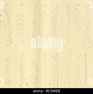 E C A Ea A A Ae E A Eaªae C Ae A A C C Ae Aeaae A A A Ae A C Ae e A C L Tul Frontal Cle C º A 1a A A A E A Aºe Eae A E A E A A 9h C ºc A C A A C A A Ac A E A Ae A Malade 2g Iv 13 V 16 9