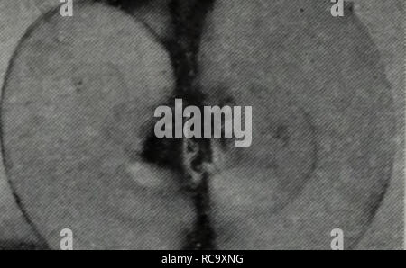 . Dong bei ping guo jie zhong pin shuo. botanique. 30 ? ? ?. Veuillez noter que ces images sont extraites de la page numérisée des images qui peuvent avoir été retouchées numériquement pour plus de lisibilité - coloration et l'aspect de ces illustrations ne peut pas parfaitement ressembler à l'œuvre originale.. Jin Kui li rong Yang Huan. bin ke xue chu ban elle Banque D'Images