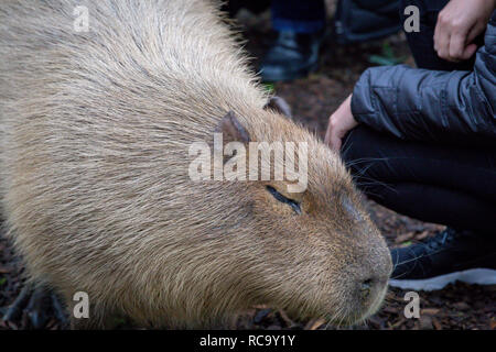 Des profils Capybara (Hydrochoerus hydrochaeris) dans un zoo Banque D'Images