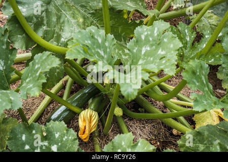 Dans un jardin potager, courgettes (courgettes), certaines avec des fleurs comestibles, les plantes poussent sur un paillis de gazon. Banque D'Images