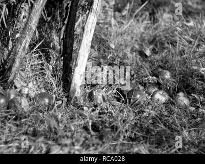 Les pommes tombé d'un arbre en automne, photo en noir et blanc Banque D'Images