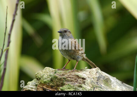 Prunella Modularis nid perché sur un journal en décomposition. Banque D'Images