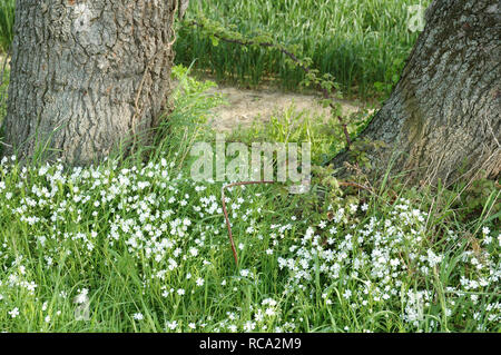 Une plus grande, Stellaria holostea stellaire à blooming, entre chênes à marge sur le terrain. Banque D'Images