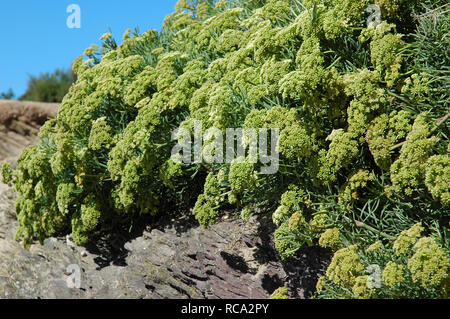 Rock Samphire, Crithmum maritimum, poussant sur la côte de Cornouailles. Banque D'Images