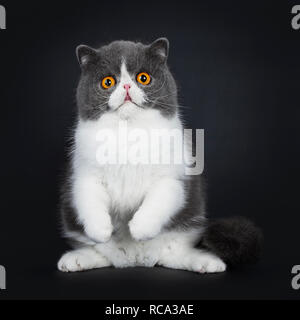 Chat Debout Sur Un Pelage De Fourrure Mort Concept De Peau D Animal Vivant Photo Stock Alamy