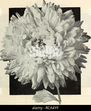 . Les fleuristes du Dreer promotions y compris des graines de fleurs pour le semis précoce bégonias, cannas, dahlias, hortensias roses nouvelles etc., etc. Les catalogues de graines de fleurs ; les bégonias Dahlias ; Catalogues Catalogues de graines. DREER'S FLORIST FLOWER SEEDS 5. La fin de la superbe Dreer Asters asters les plus fines ramifications pour la fin du mois d'août et septembre en fleurs. Les plantes forment une forte ramification, buissons, 2 pieds de haut à l'IVr, portant sur de longues tiges solides leur beau Chrysanthème-comme des fleurs, qui, en vertu de la culture ordinaire, aver- de 5 pouces de diamètre. La forme des fleurs, avec la longueur des tiges, les place au Banque D'Images