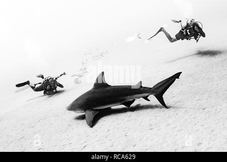 Plongeurs avec un requin taureau Banque D'Images