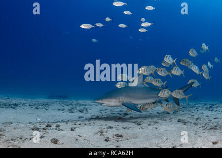 Ce requin taureau a apporté tout son entourage pour dire bonjour aux plongeurs. Banque D'Images