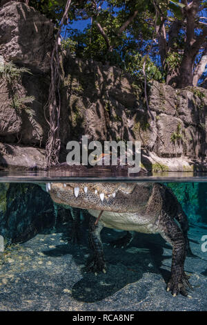 Alligator américain dans un étang Banque D'Images