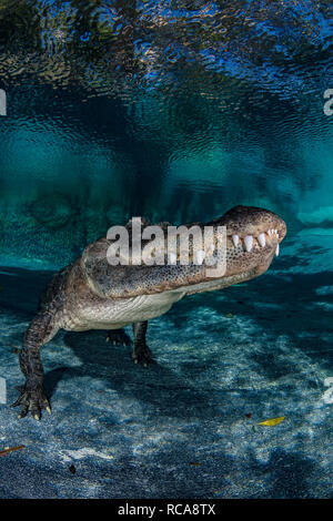 Alligator américain dans un étang Banque D'Images