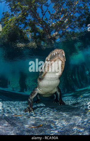 Alligator américain dans un étang Banque D'Images