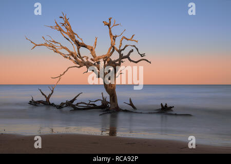 Mort de chêne sur Driftwood Beach sur Jekyll Island, Géorgie Banque D'Images