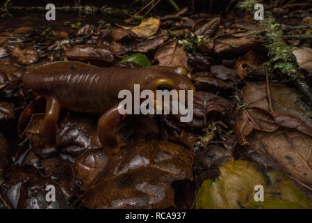 Une Californie newt (Taricha torosa) une salamandre de espèces toxiques trouvés en Californie promenades autour de la bordure de son étang d'élevage dans la nuit. Banque D'Images