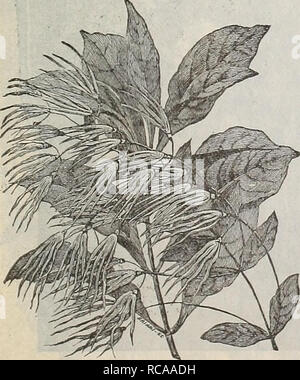 . Dreer 1901 Calendrier du jardin. Les catalogues de graines de pépinière ; catalogues ; Matériel et fournitures de jardinage graines de fleurs ; Catalogues Catalogues ; Graines de legumes fruits ; Catalogues Catalogues de graines. Azalea mollis.. Chionanthus. Vibginica CllionantllllS {Virginica contour blanc). Un grand-pousser des arbustes indigènes, qui fleurit abondamment en juin. Le singulier fleurs ressemblent à des grappes de frange de soie blanc accroché grâce- largement entre le feuillage. (Voir coupe.) 50 cts. chaque. Colutea arborescens {Vessie Senna). Un grand arbuste, avec petits pois jaune et feuillage délicat en forme de fleurs, la floraison en juin, suivi par brun rouge Banque D'Images