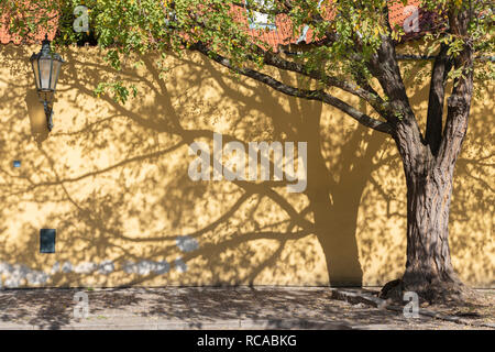 Prague - les acacias pour le mur du cloître des Capucins. Banque D'Images