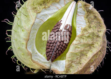 L'asclépiade, gomphocarpus physocarpus - ouvrir la cosse de graine de l'asclépiade un ballon Banque D'Images