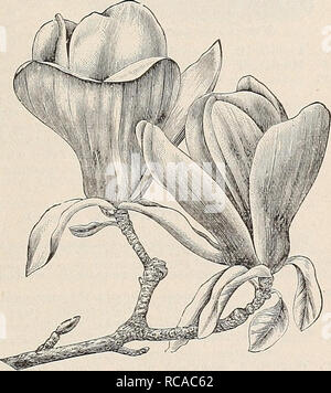 . Ellwanger &AMP ; Barry's catalogue général de fruits &AMP ; des arbres d'ornement, roses etc. OEl^ERAL CATALOGUE. 63 ESPÈCES ET VARIÉTÉS AMÉRICAINES. iMagnolia acuminata. MAGNOLIA de concombre. A. Une belle croissance pyramidale-tree, atteindre-de 60 à 90 pieds de hauteur. Leaes 6 à 9 pouces de long,et Vert bleuté ; flowei-s yello-w, teintée de violet bleuâtre ; fruits, lorsque le vert, qui ressemble à un concombre ; d'où le nom. De juin. À 50C.. glauca. À feuilles glauques ou JIagkolia^S-r a Laurel, Sweet Bay. C. Un petit arbre, originaire de New Jersey ; feuilles brillant au-dessus, glauques ou blanchâtre au-dessous. Blanc tondeuses wit Banque D'Images