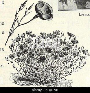 . Dreer's garden book 1916. Les catalogues de graines de pépinière ; catalogues ; Matériel et fournitures de jardinage graines de fleurs ; Catalogues Catalogues ; Graines de legumes fruits ; Catalogues Catalogues de graines. ^EhRTADREER DELPHlA^iM FLOWER SEEDS FIABLES 95 LOBELIA. Le choix suivant les variétés de ce célèbre et magnifique plante à fleurs seront trouvés plus souhaitables pour la culture en pot, délignures, pendaison- paniers, etc., qui fleurit abondamment de juin à novembre. Cardinalis est un des meilleurs vivaces indigènes : par PKT, Crystal Palace 3012 Compacta. Bleu profond riche ; son feuillage foncé ; le plus beau bleu foncé pour la literie. P Banque D'Images