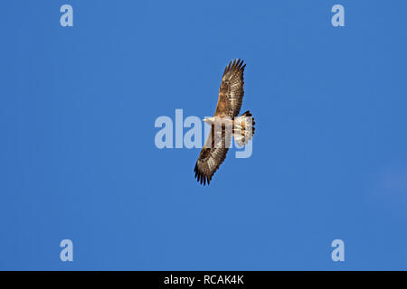 Or l'aigle royal (Aquila chrysaetos) juvenile en vol planeur contre le ciel bleu Banque D'Images