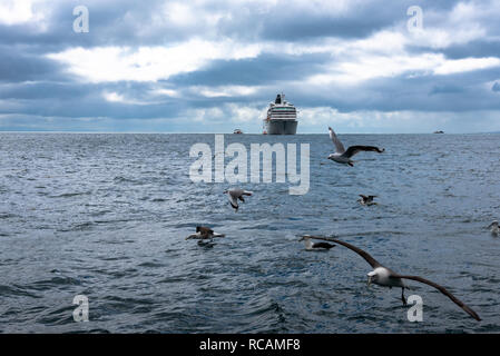 Un troupeau d'albatros survole l'océan Pacifique ; un bateau de croisière est à l'arrière-plan. Banque D'Images