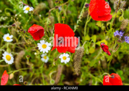 Close up de coquelicots et autres fleurs paysages sauvages. Banque D'Images