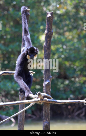 Masculin blanc-cheeked gibbon (Nomascus leucogenys) Banque D'Images