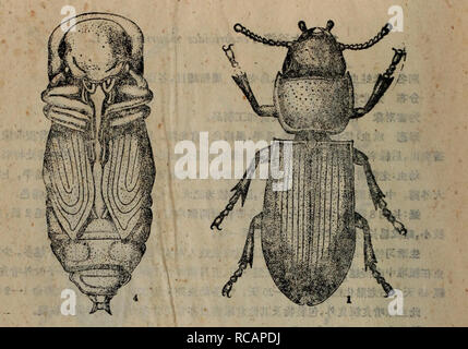 . Dong bei nong zuo wu hai chong tu shuo. botanique. . Veuillez noter que ces images sont extraites de la page numérisée des images qui peuvent avoir été retouchées numériquement pour plus de lisibilité - coloration et l'aspect de ces illustrations ne peut pas parfaitement ressembler à l'œuvre originale.. Shen Nong yang xue yuan zhi wu bao hu xi kun chong jiao yan zu. nong ye chu ban elle Banque D'Images