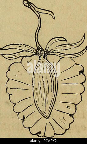 . Elliott ; livre de fruits. La culture des fruits, des fruits. [From old catalog]. . Veuillez noter que ces images sont extraites de la page numérisée des images qui peuvent avoir été retouchées numériquement pour plus de lisibilité - coloration et l'aspect de ces illustrations ne peut pas parfaitement ressembler à l'œuvre originale.. Elliott, Franklin Ruben, 1817-1878. [From old catalog]. New York, C. M. Saxton Banque D'Images