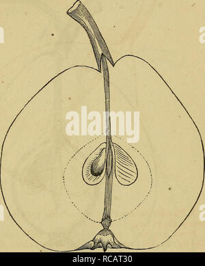 . Elliott ; livre de fruits. La culture des fruits, des fruits. [From old catalog]. Culture générale digne. 313 Beurre-nycthémérale du nycthémérale de beurre. L'Butterbirne nycthémérale, nycthémérales., Dorothea. Royal, Grosse Dorothée.ee, Beurre Royal, des Trois Tours, de melon, Melon de Kops, Beurre Beurre Magnifique, incomparable. De l'étranger. Fruits et pousse bien sur la poire ou le coing, mais est meilleure sur le coing ; arbre, vig- orous, le feuillage large ; bois, brun olive avec des taches gris- ish ; très- productifs. Fruit gros, (notre gravure est trop petit pour une entrée av- moyenne ), obovés, pyriforme obtus, surface plutôt inégale ; la couleur, jaune vif, vert terne quand Banque D'Images