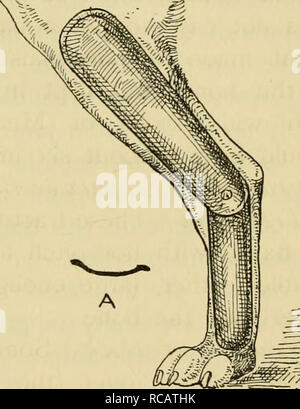 . Le chien's Medical Dictionary : une encyclopédie des maladies, leur diagnostic &AMP ; le traitement, et du développement physique du chien. Chiens - maladies. [125] Fractures Fractures le patient est un gros chien, il est conseillé d'avoir deux attelles, une de chaque côté de la jambe. Ils devraient s'étendre depuis le pied de l'articulation du grasset ou juste au-dessus. L'illustration montre un joint dans le centre de la tige, mais ce n'est pas absolument nécessaire, même si elle a ses avantages, l'un est le programme commun ne devient pas si raide, car il permet juste un léger mouvement. Au cours de l'harmonie- age quelques lanières de Mead's plai Banque D'Images