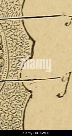 . Eléments d'anatomie et de physiologie génitale et obstétricale ; précédes de la description sommaire du corps humain a l'usage des sages-femmes. La reproduction ; Fœtus. . Veuillez noter que ces images sont extraites de la page numérisée des images qui peuvent avoir été retouchées numériquement pour plus de lisibilité - coloration et l'aspect de ces illustrations ne peut pas parfaitement ressembler à l'œuvre originale.. Pozzi, Adrien. Paris, Alcan Banque D'Images