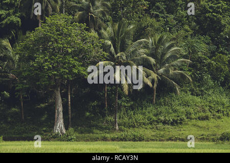 Les verts denses de la forêt asiatique. Les plantes exotiques. Paysage magnifique. Les paumes entouré par les buissons et l'herbe. La vue horizon tourné dans le reflets verts. Beauté de la nature tropicale sauvage. Banque D'Images