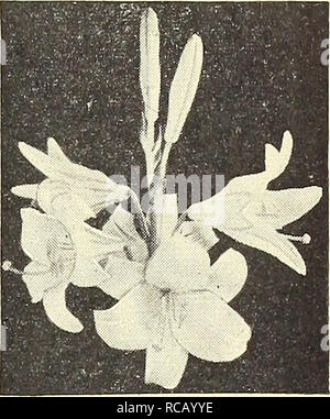 . Dreer's guide de plantation d'automne 1945. Ampoules (plantes) ; Catalogues Catalogues de graines de fleurs ; Matériel et fournitures de jardinage catalogues ; pépinières (Horticulture) Catalogues ; Graines de catalogues. Candidum-Madonna Lily. Veuillez noter que ces images sont extraites de la page numérisée des images qui peuvent avoir été retouchées numériquement pour plus de lisibilité - coloration et l'aspect de ces illustrations ne peut pas parfaitement ressembler à l'œuvre originale.. Henry A. Dreer (Cabinet) ; Henry G. Gilbert Pépinière et du commerce de semences Catalogue Collection. Philadelphia, PA : Henry A. Dreer Banque D'Images