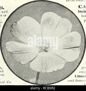 . Dreer's 1838 1908 livre le jardin. Les catalogues de graines de pépinière ; catalogues ; Matériel et fournitures de jardinage graines de fleurs ; Catalogues Catalogues ; Graines de legumes fruits ; Catalogues Catalogues de graines. CuRDATA BOCCONIA. Baptisia (false indigo). Australis. Une its"onn ;-plante en croissance, environ 2 pieds de haut ; que ce soit pour la frontière ou wild-jardin, avec vert foncé, profondément coupé le feuillage, et les épis de fleurs bleu foncé, en juin et juillet. Tinctoria. Épis de fleurs jaune vif en juin et juillet ; 2 à 3 pieds. 15 cts. Chaque ; 1,50 $ par douz. BELI.EST PERENXIS (Anglais Daisy). L'amélioration de double-floraison, w Banque D'Images