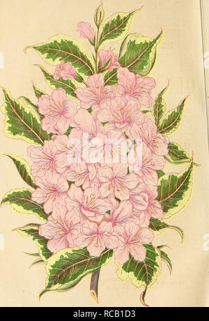 . Ellwanger &AMP ; Barry's catalogue descriptif de hardy, arbres et arbustes d'ornement, roses, etc., etc., etc. ; catalogues de pépinières forestières (Horticulture) d'arbres ornementaux ; Catalogues Catalogues Catalogues arbustes ; les plantes. WIEGELA à feuilles panachées. Gravée et Piinled dans le côlon par Geo. Feaee^beegee Ezj:re*sly pour Ellwakgee Baeey &AMP ;'s Catalogue-. Veuillez noter que ces images sont extraites de la page numérisée des images qui peuvent avoir été retouchées numériquement pour plus de lisibilité - coloration et l'aspect de ces illustrations ne peut pas parfaitement ressembler à l'œuvre originale.. Ellwanger pépinières ; Mount Hope Banque D'Images