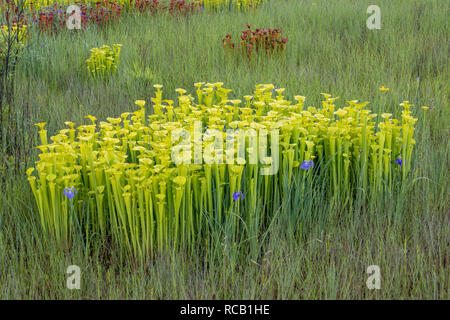 Le jaune de la sarracénie pourpre (Sarracenia flava) après une croissance luxuriante brûler avec Savannah (Iris Iris tridentata) le long du périmètre de carolina bay. Francis Marion N Banque D'Images