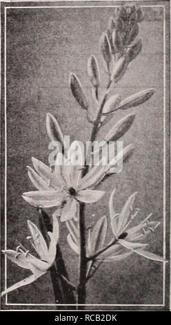 . Dreer, plantes, bulbes, rosiers, arbustes, graines pour les semis d'automne 1938. Ampoules (plantes) ; Catalogues Catalogues de graines de fleurs ; Matériel et fournitures de jardinage catalogues ; pépinières (Horticulture) Catalogues ; Graines de catalogues. Enrichir votre jardin affichage avec certains de l'inhabituel et de rares plantes à bulbe 12 bulbes rustiques pour les bulbes rustiques à apporter à nos jardins une multitude de fleurs colorées. Tous sont faciles à cultiver et celles qui fleurissent au début du printemps sont particulièrement les bienvenus. S'ils sont petits qu'ils sont vraiment beaux. Prenez par exemple les perce-neige, Crocus, Chionodosa ou e Banque D'Images