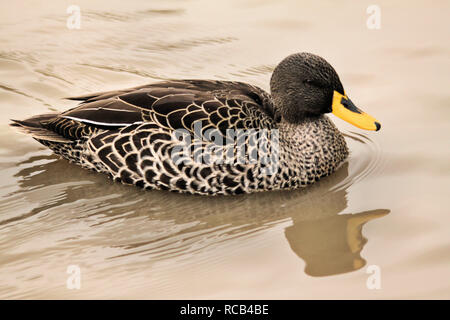 Vue d'un Canard bec jaune Banque D'Images