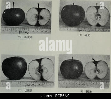 . Dong bei ping guo jie zhong pin shuo. botanique. . Veuillez noter que ces images sont extraites de la page numérisée des images qui peuvent avoir été retouchées numériquement pour plus de lisibilité - coloration et l'aspect de ces illustrations ne peut pas parfaitement ressembler à l'œuvre originale.. Jin Kui li rong Yang Huan. bin ke xue chu ban elle Banque D'Images