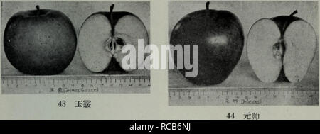 . Dong bei ping guo jie zhong pin shuo. botanique. . Veuillez noter que ces images sont extraites de la page numérisée des images qui peuvent avoir été retouchées numériquement pour plus de lisibilité - coloration et l'aspect de ces illustrations ne peut pas parfaitement ressembler à l'œuvre originale.. Jin Kui li rong Yang Huan. bin ke xue chu ban elle Banque D'Images